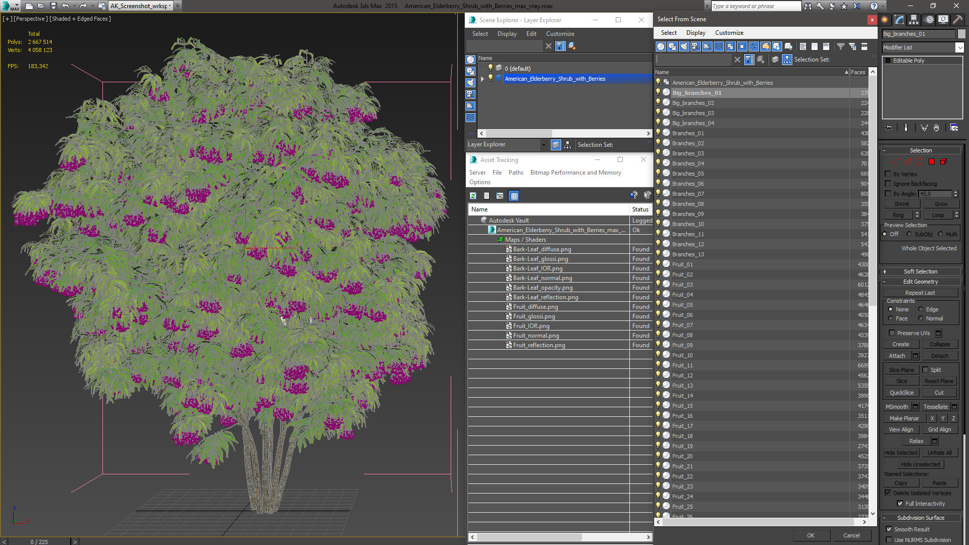 3D American Elderberry Shrub with Berries model