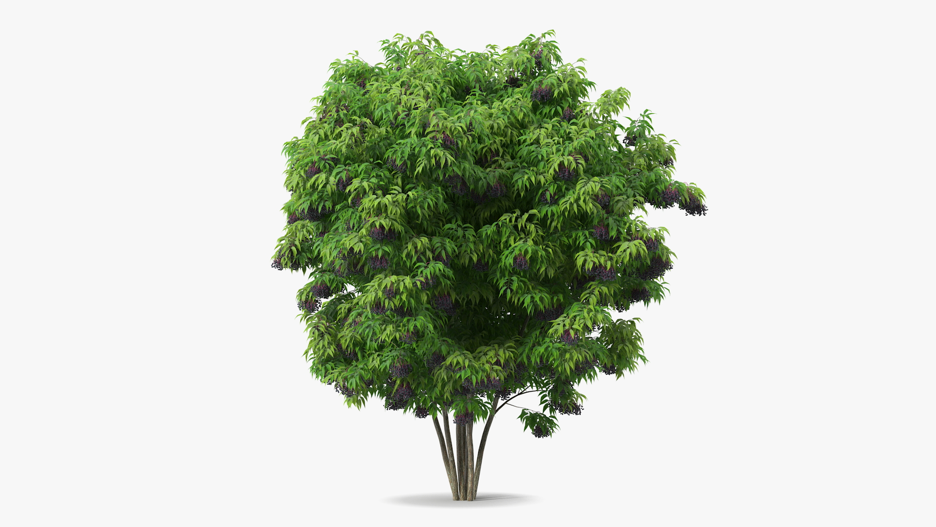 3D American Elderberry Shrub with Berries model