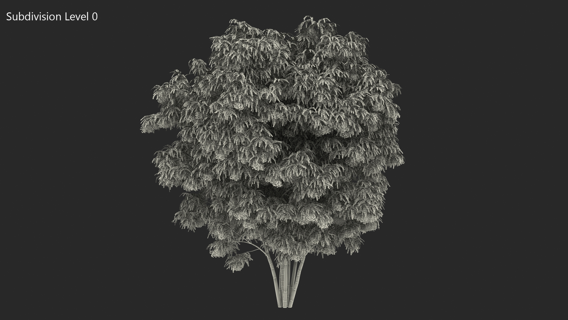 3D American Elderberry Shrub with Berries model