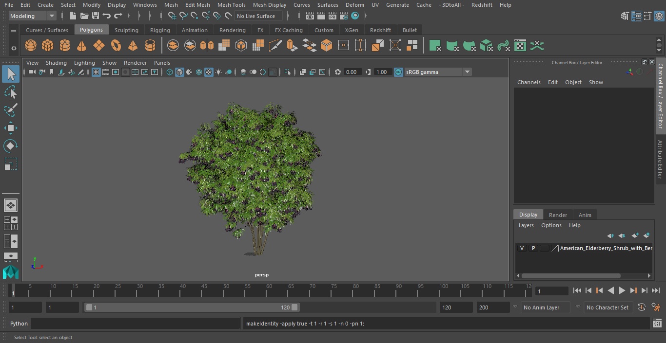 3D American Elderberry Shrub with Berries model