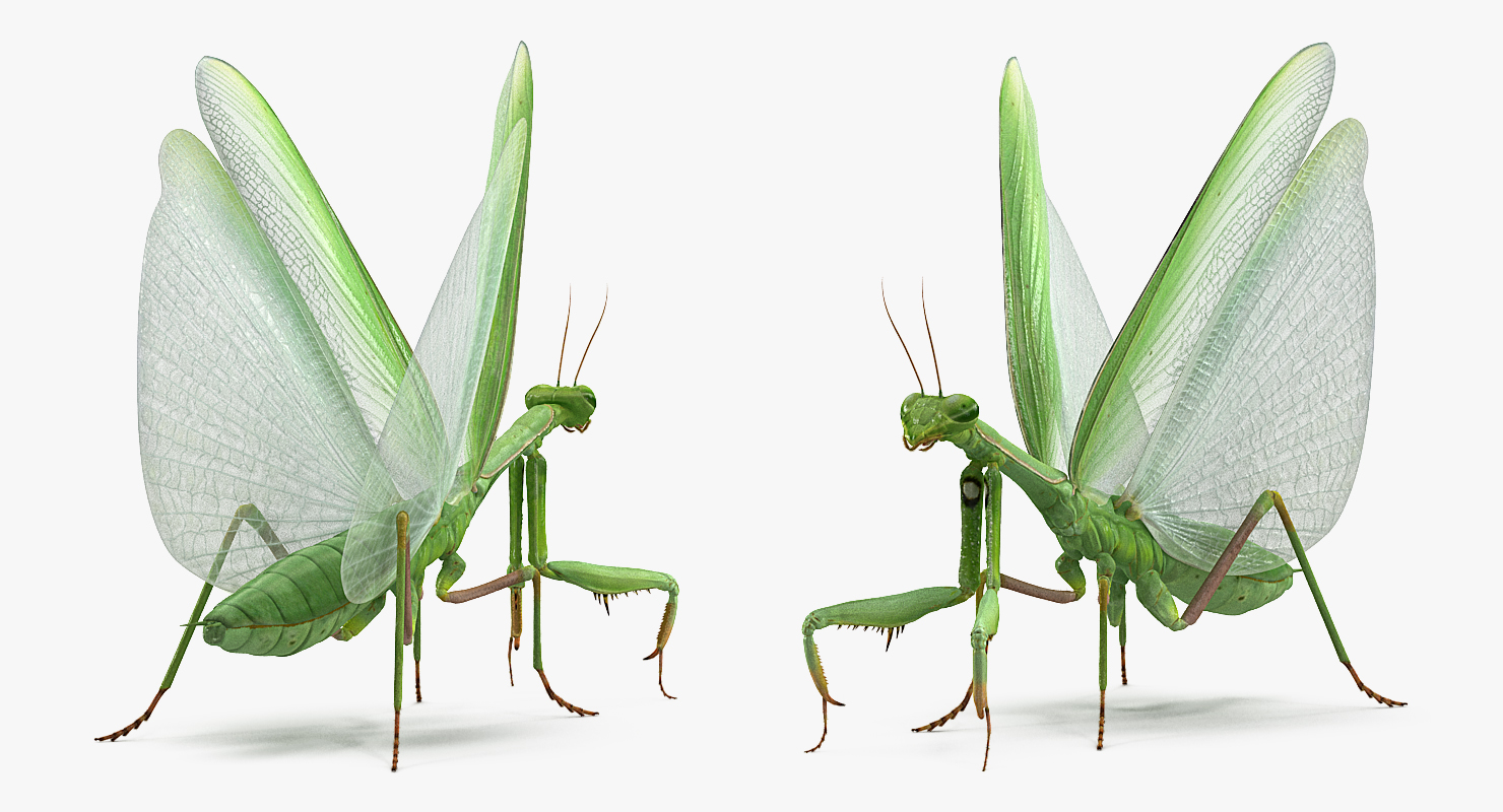 3D European Mantis Rigged with Fur