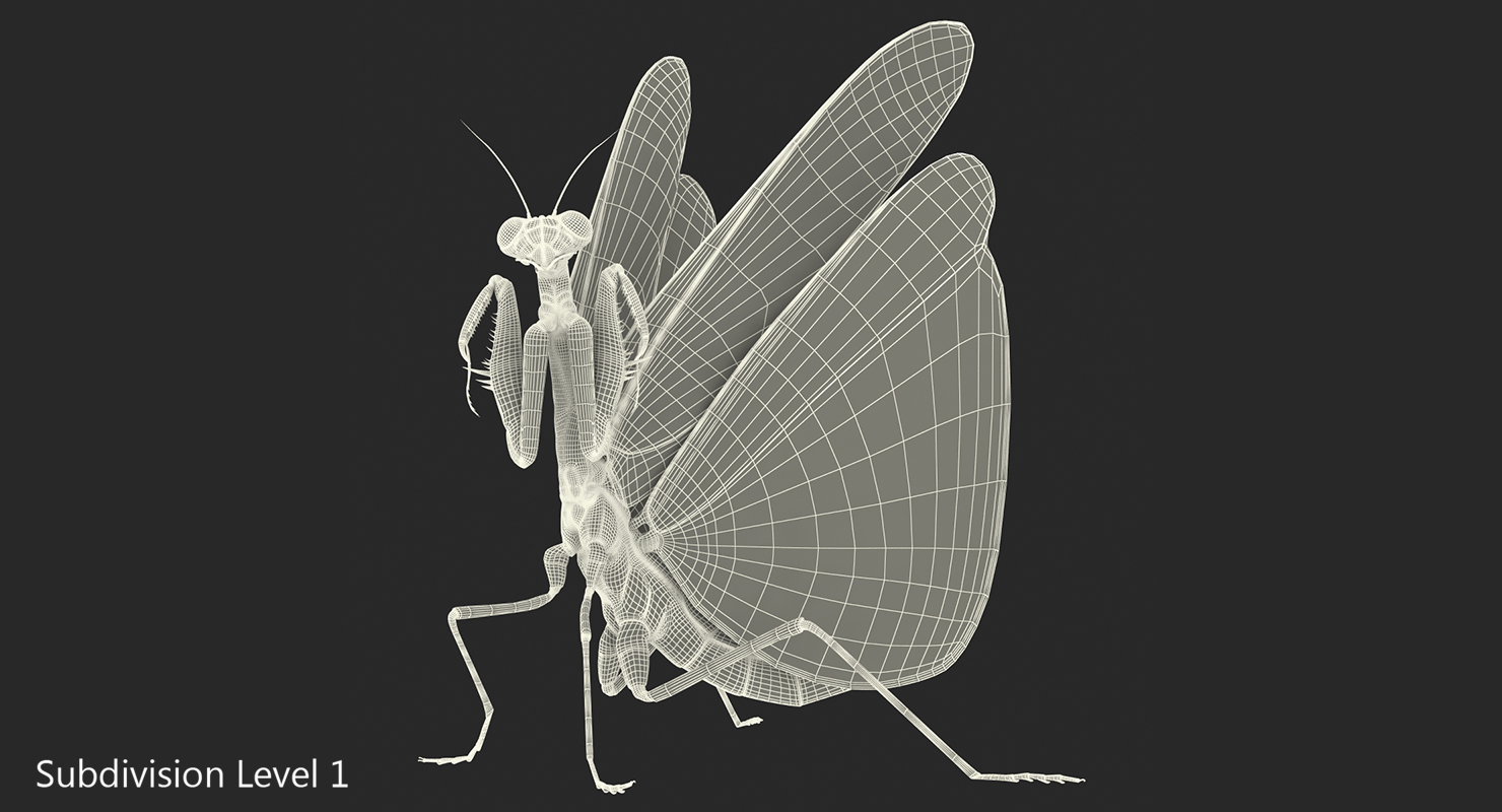 3D European Mantis Rigged with Fur