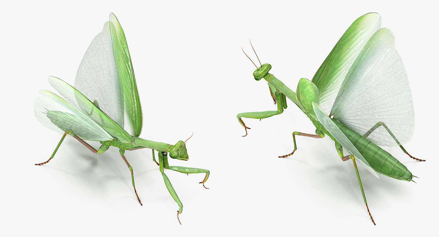 3D European Mantis Rigged with Fur