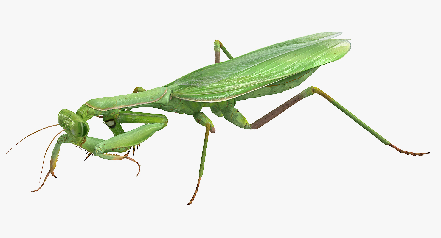 3D European Mantis Rigged with Fur