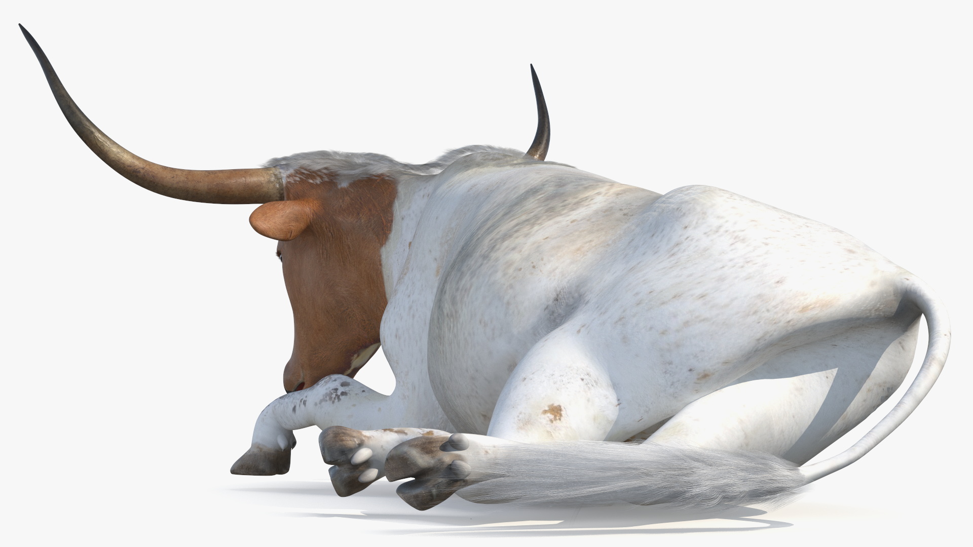 3D Lying Longhorn Bull White Color