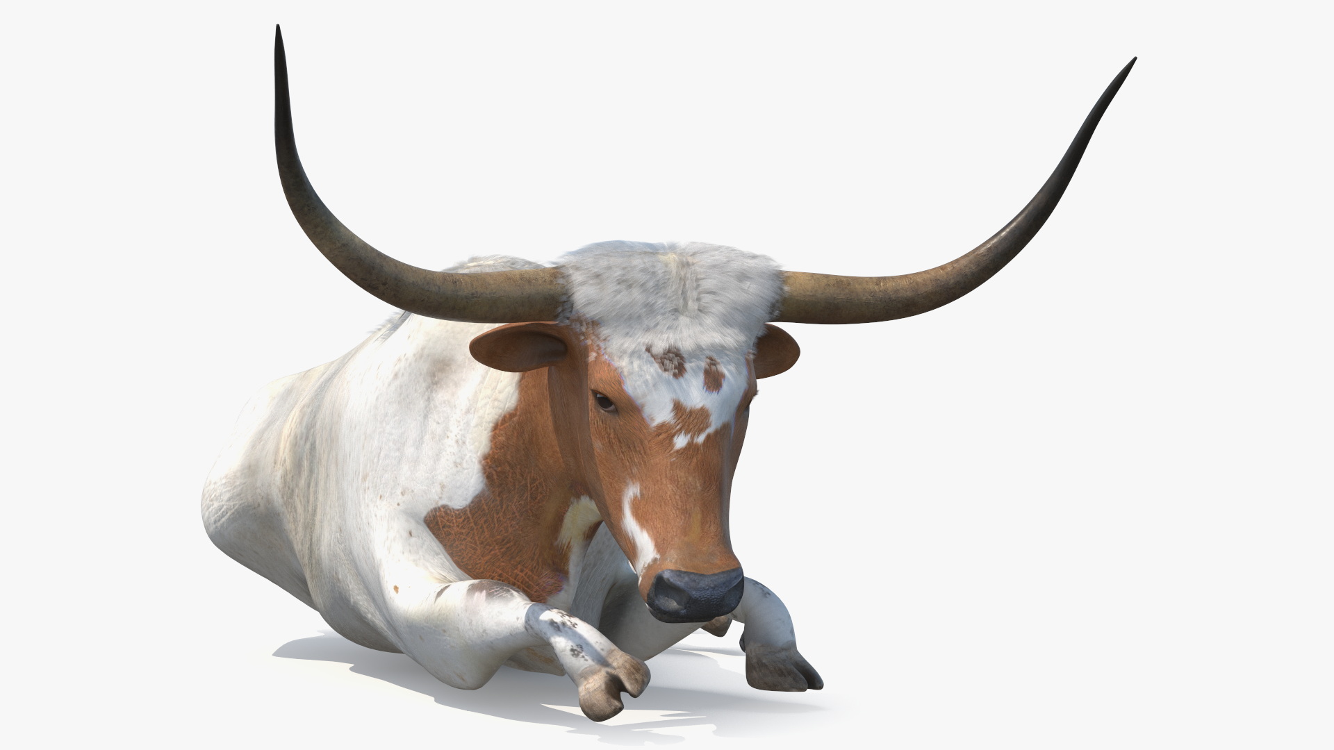 3D Lying Longhorn Bull White Color