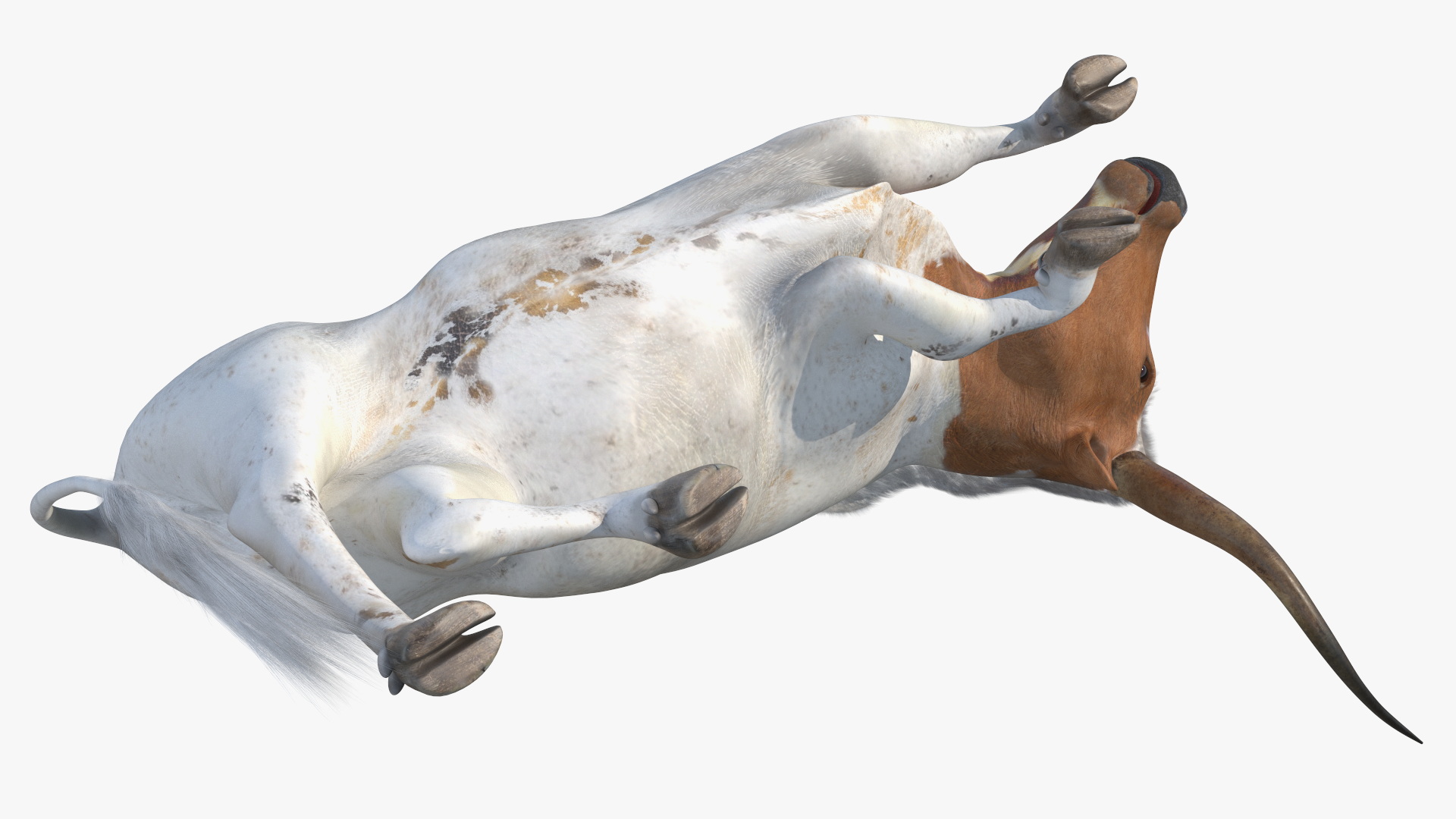 3D Lying Longhorn Bull White Color