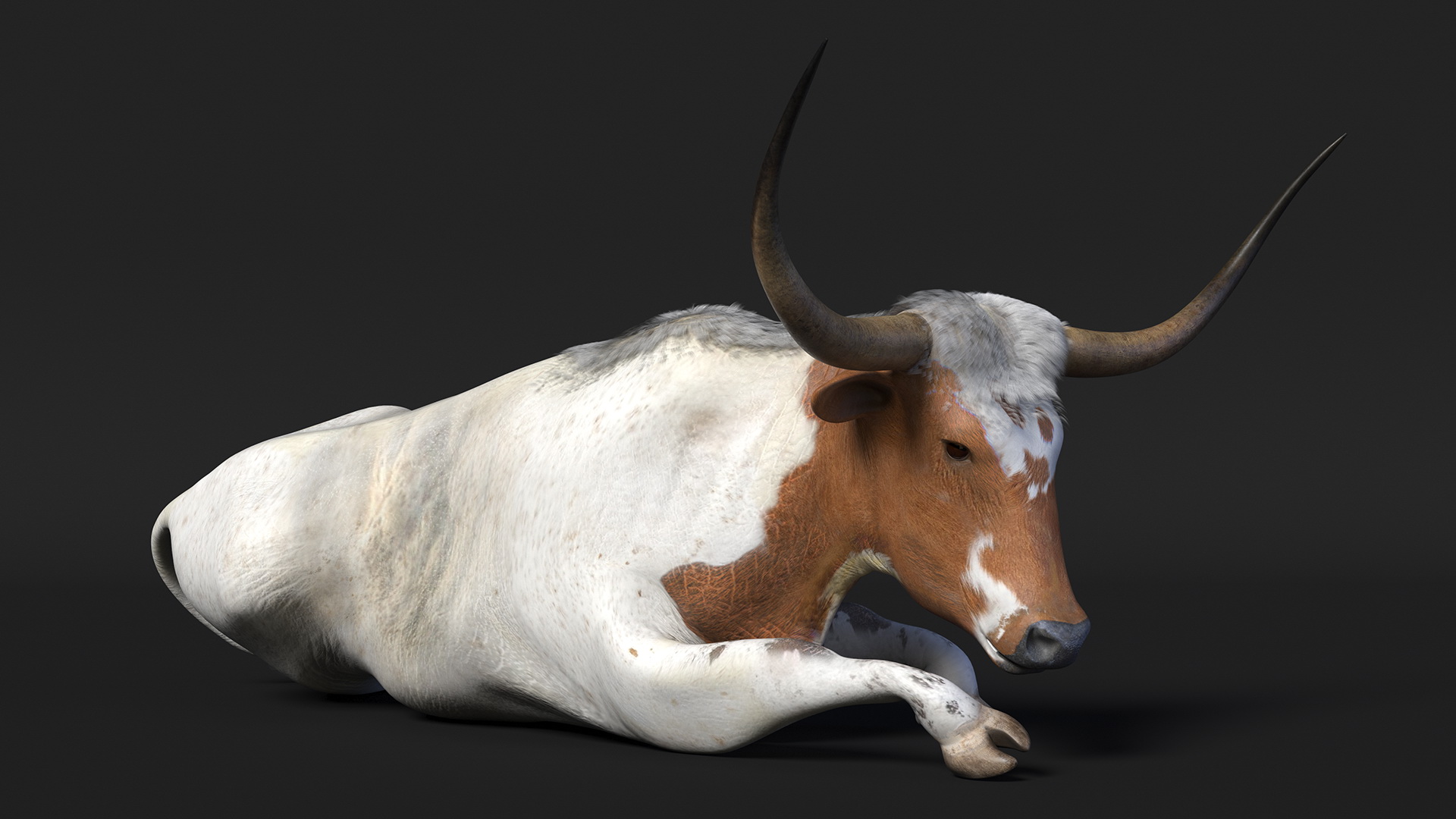 3D Lying Longhorn Bull White Color