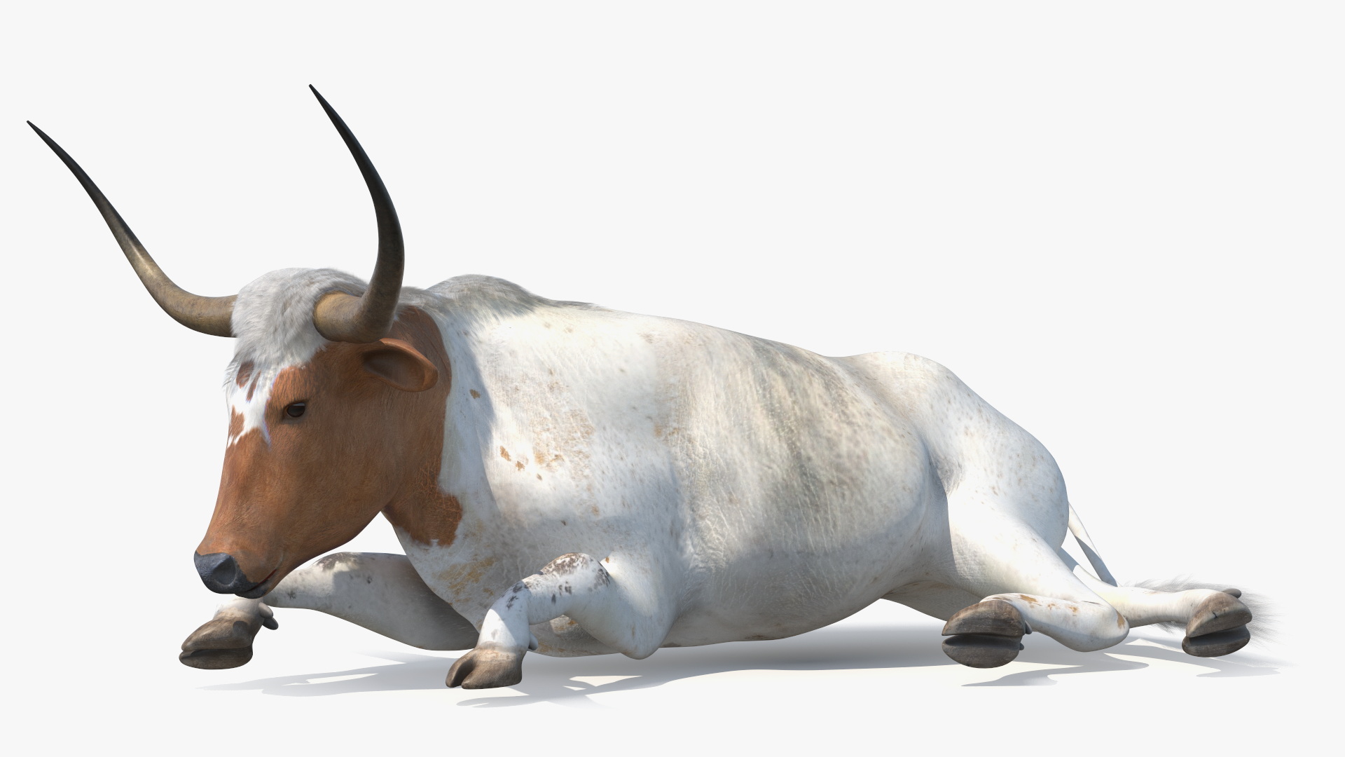 3D Lying Longhorn Bull White Color