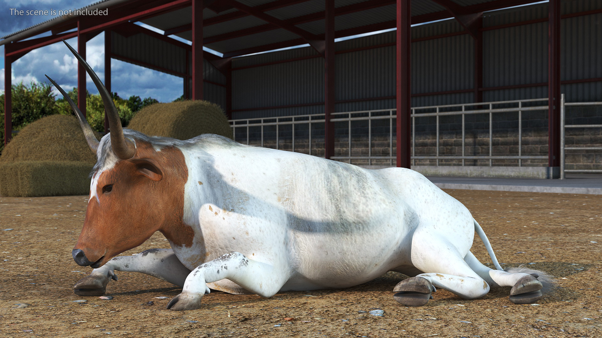 3D Lying Longhorn Bull White Color