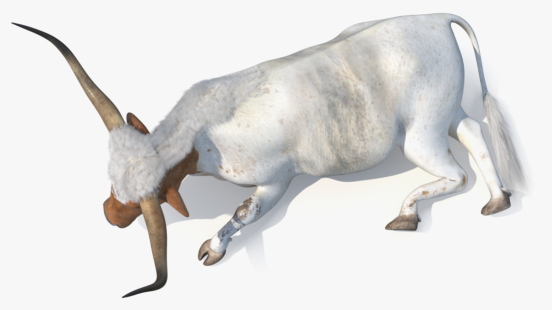 3D Lying Longhorn Bull White Color