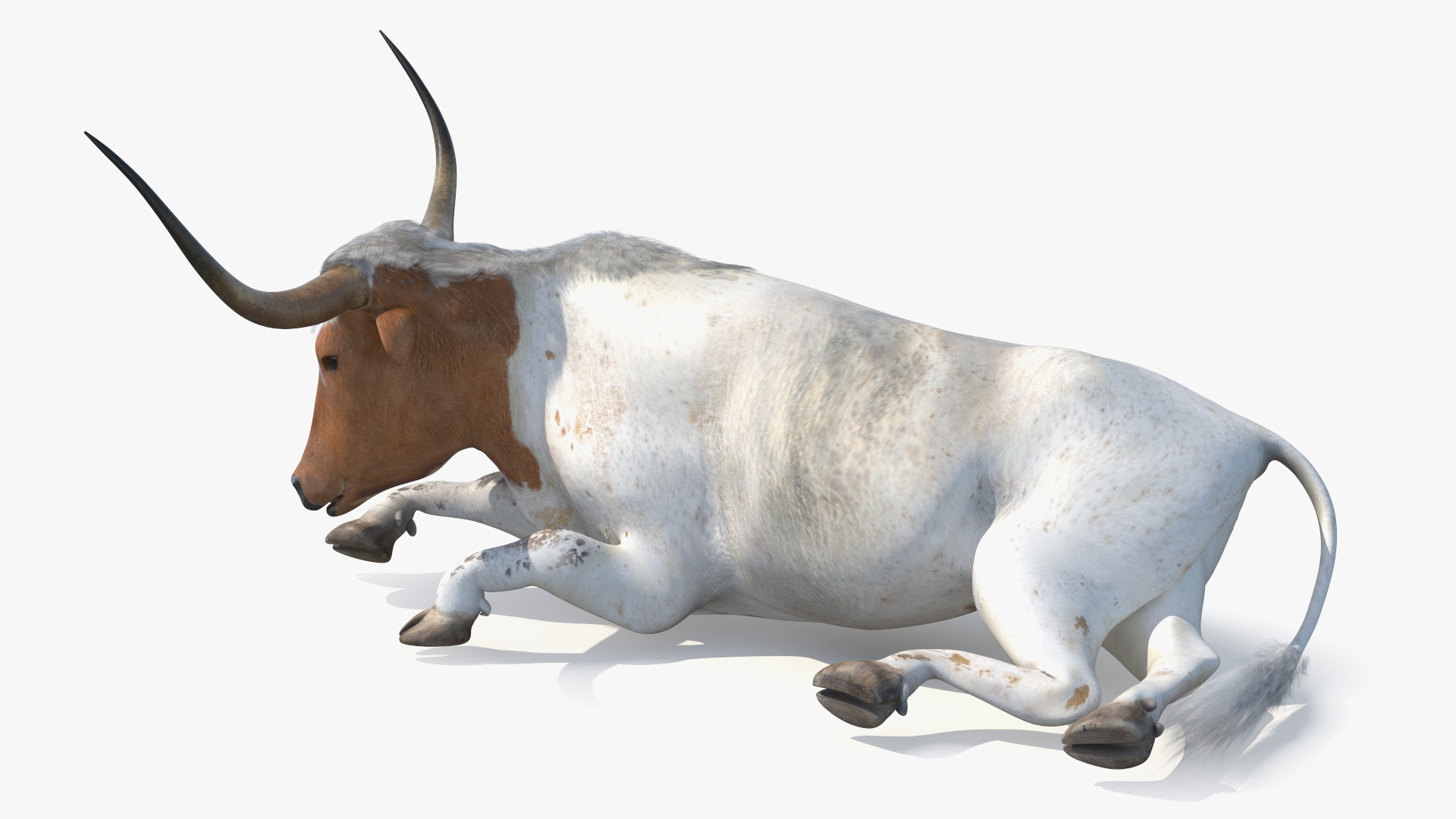 3D Lying Longhorn Bull White Color