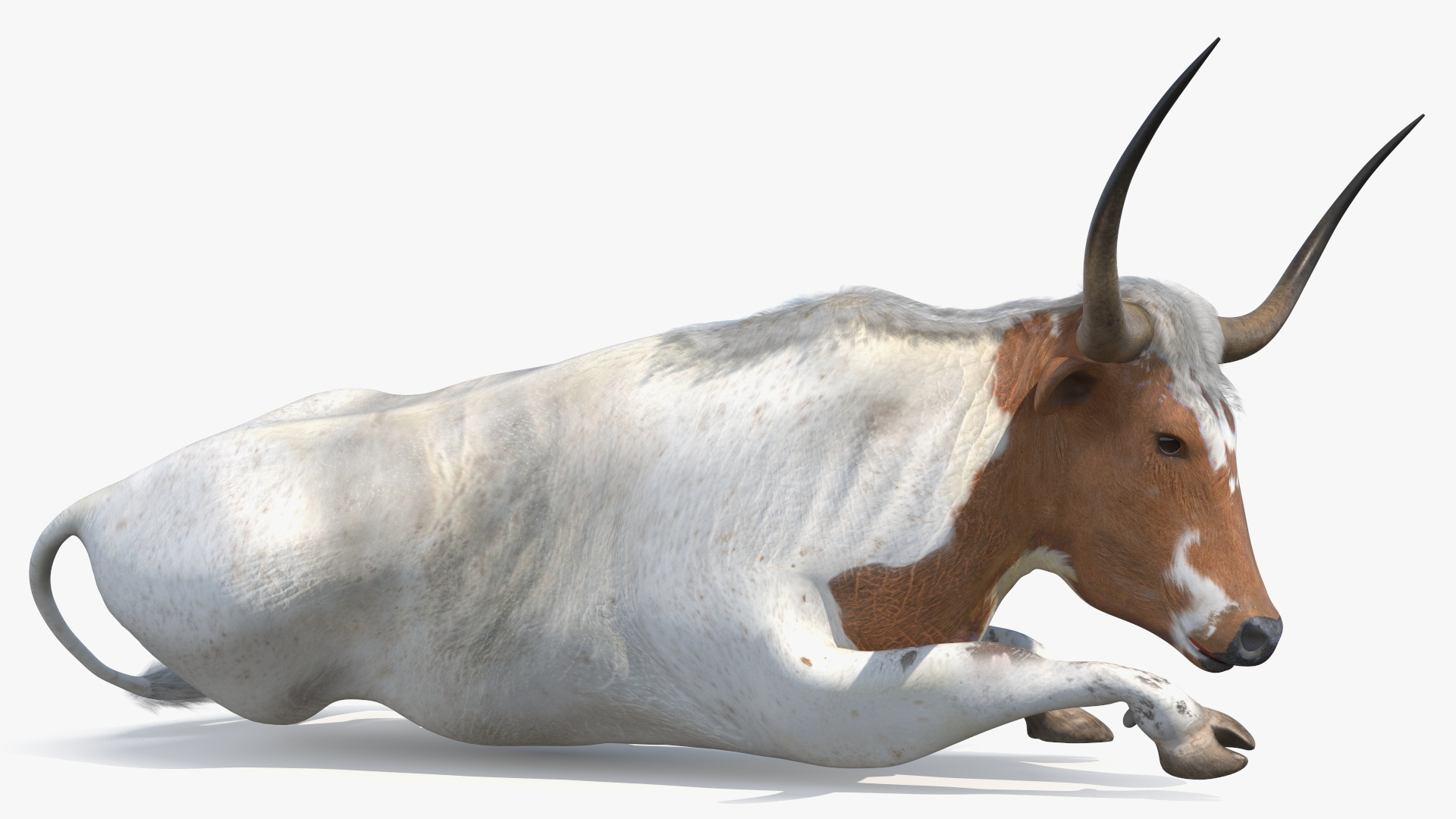 3D Lying Longhorn Bull White Color