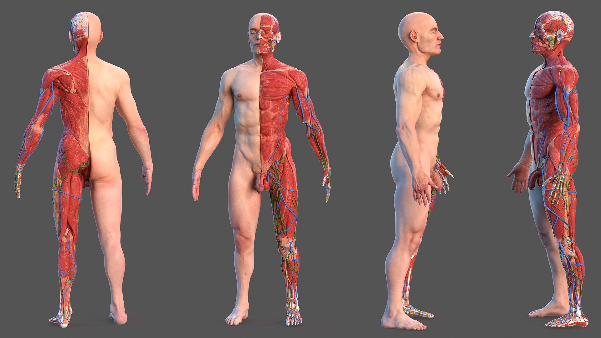 3D Complete Male Full Body Anatomy