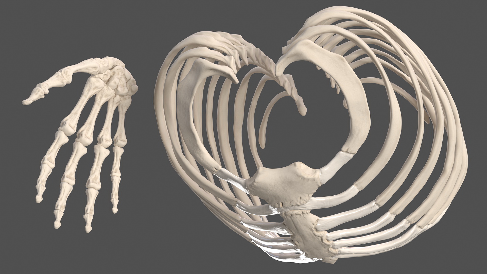 3D Complete Male Full Body Anatomy