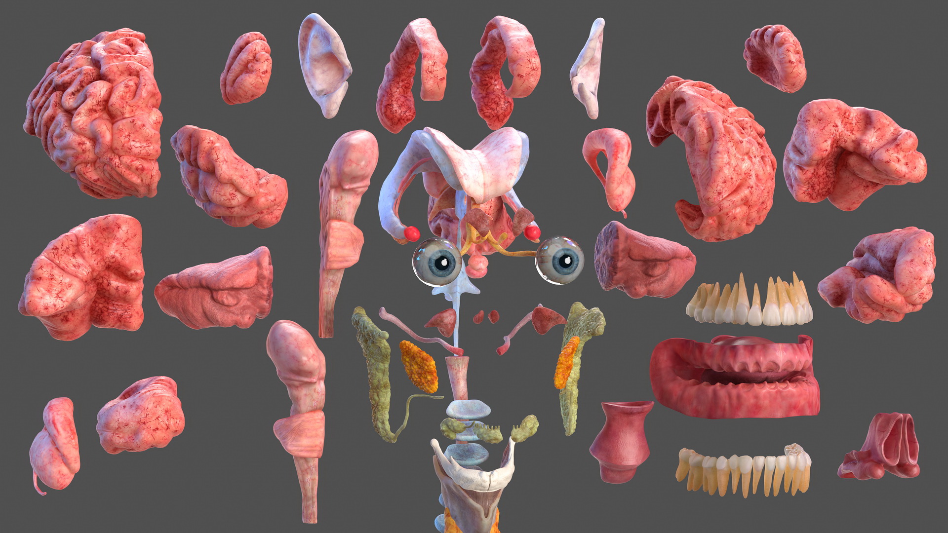 3D Complete Male Full Body Anatomy