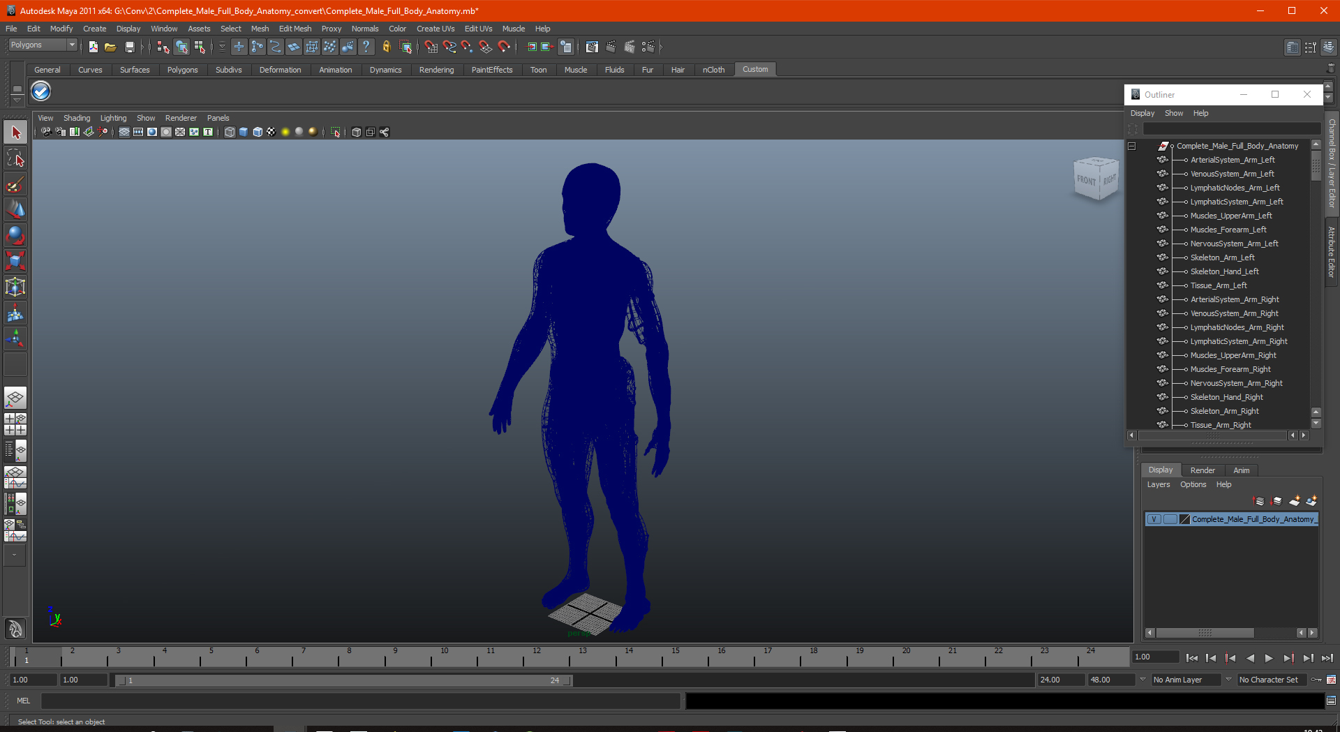 3D Complete Male Full Body Anatomy