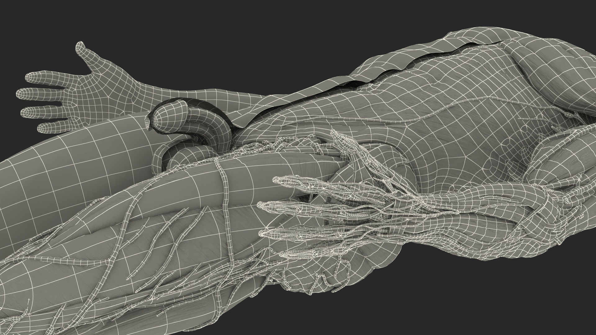 3D Complete Male Full Body Anatomy