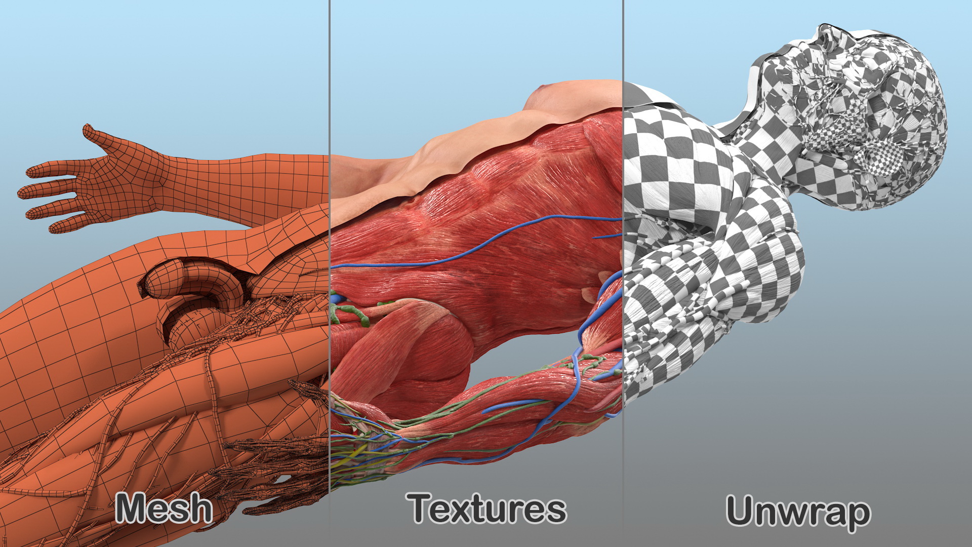 3D Complete Male Full Body Anatomy