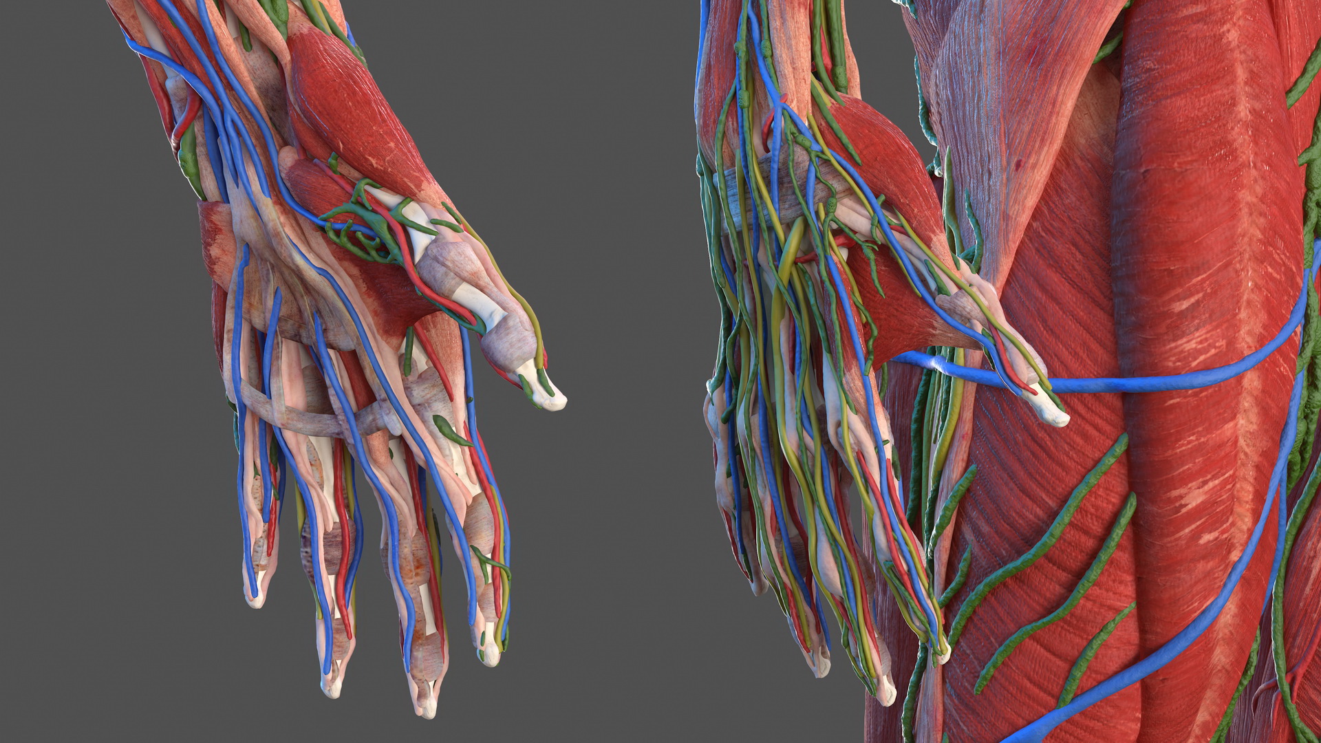 3D Complete Male Full Body Anatomy
