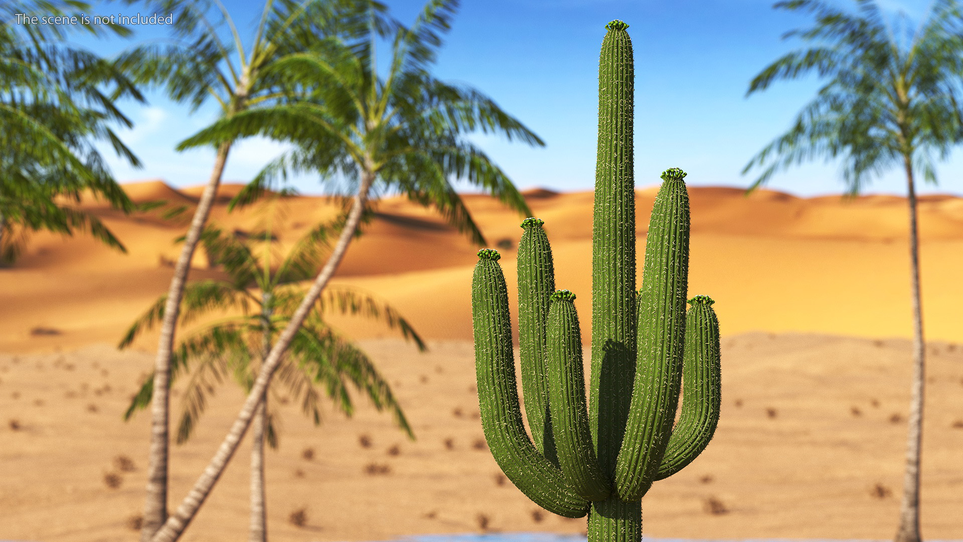 Carnegiea Gigantea Fur 3D