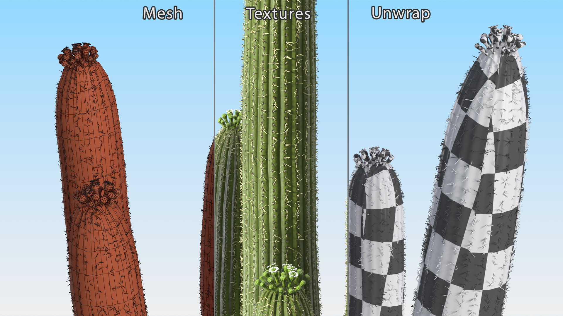 Carnegiea Gigantea Fur 3D