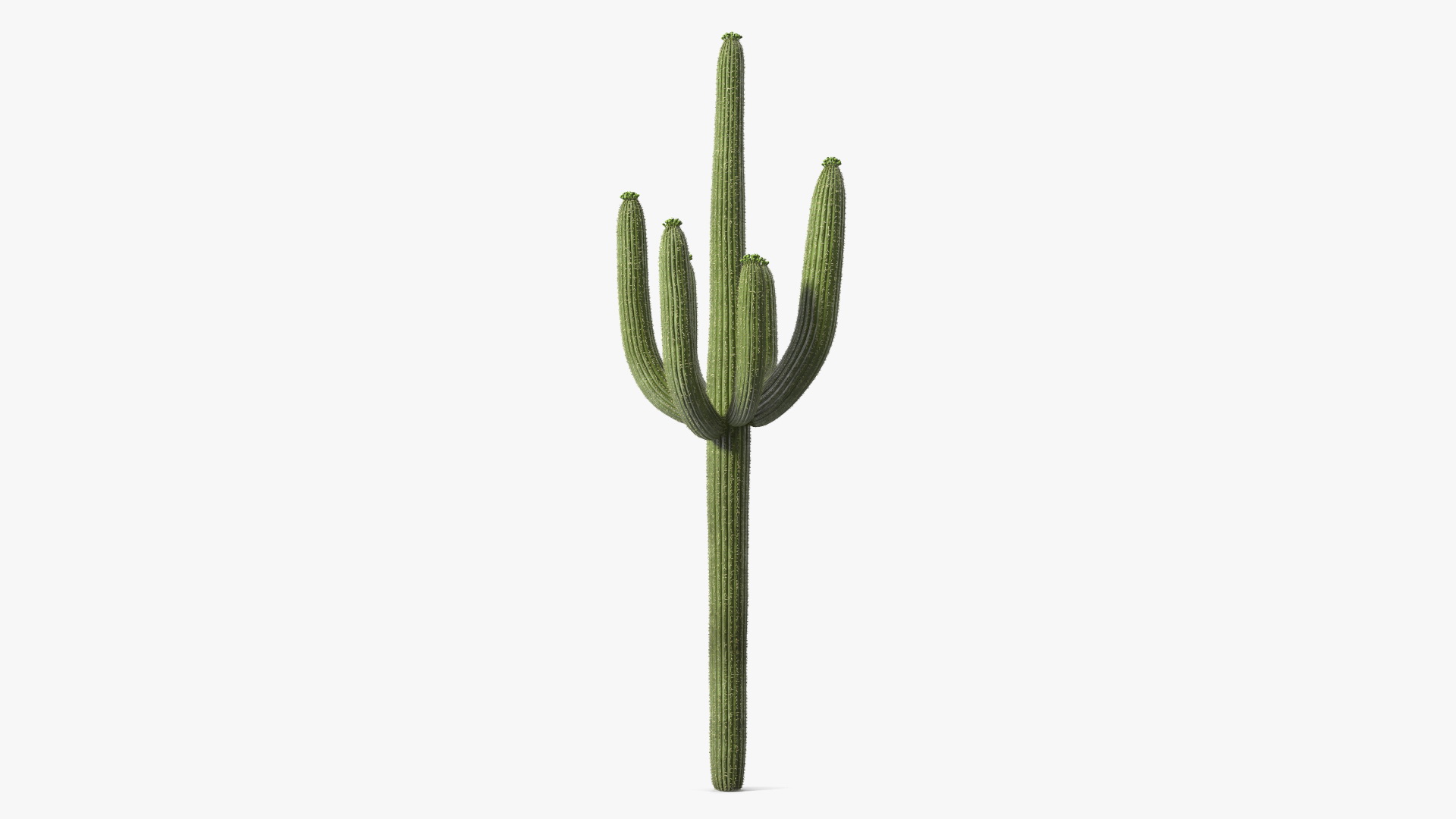 Carnegiea Gigantea Fur 3D
