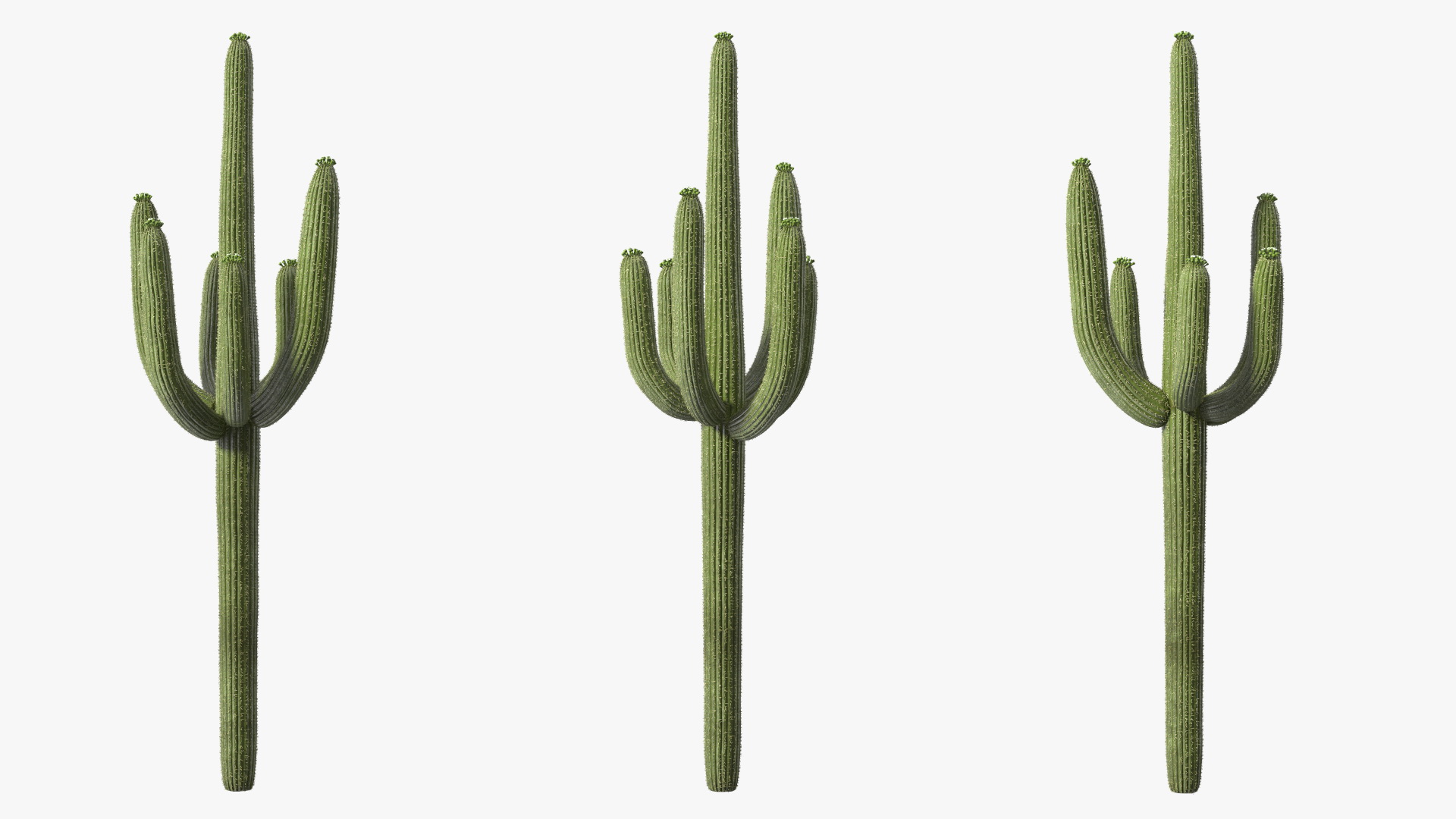 Carnegiea Gigantea Fur 3D
