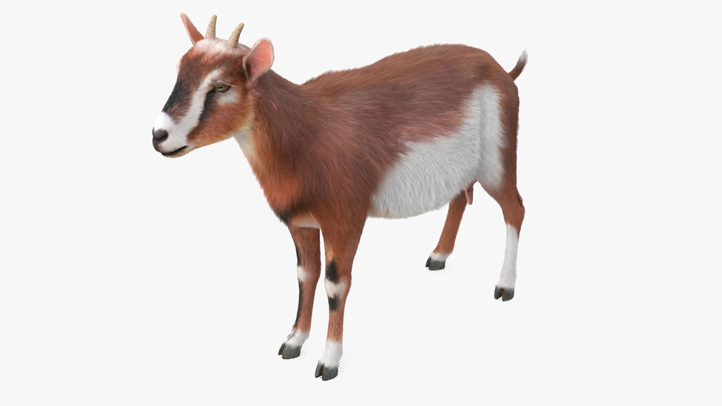 Dairy Goat Brown Rigged for Modo 3D