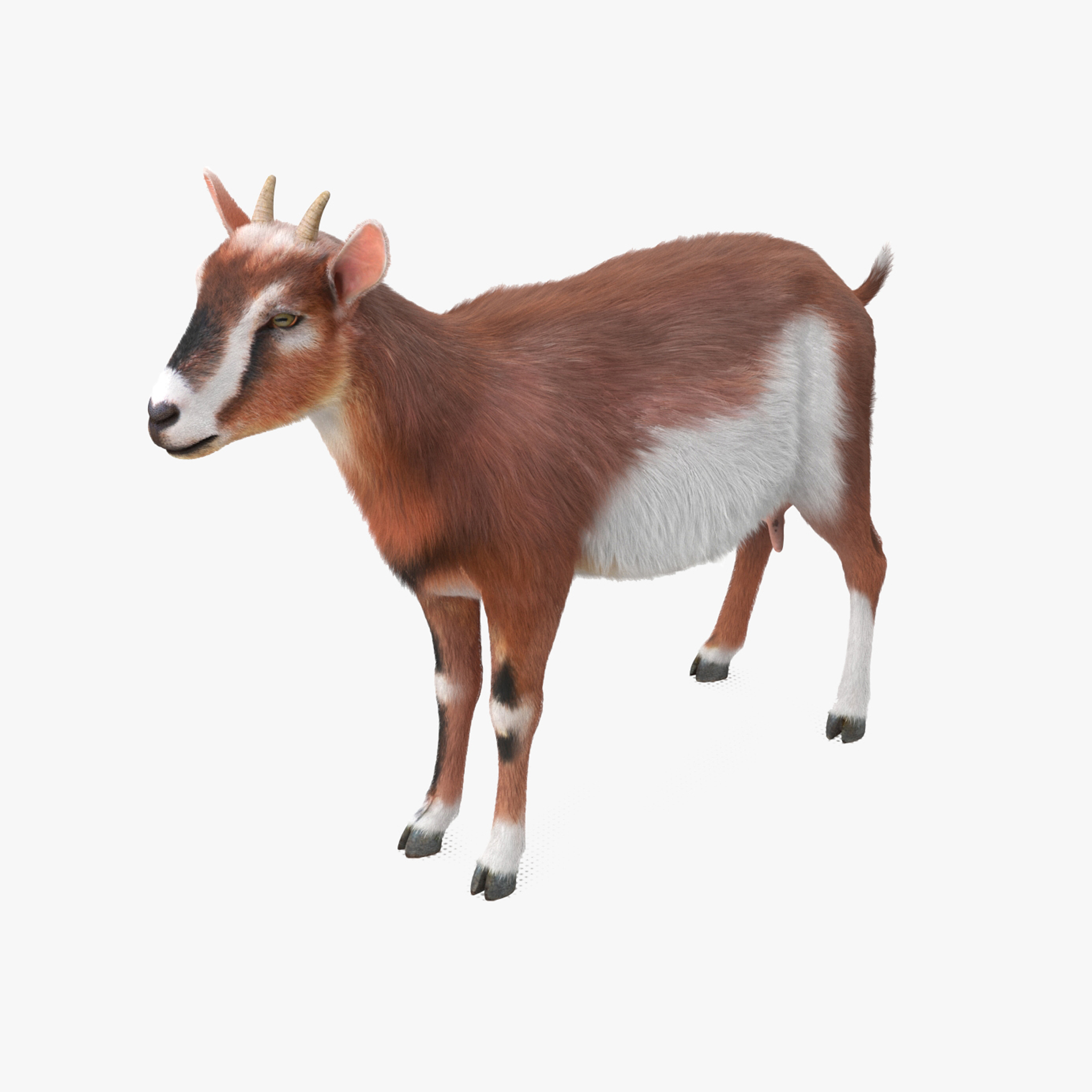 Dairy Goat Brown Rigged for Modo 3D
