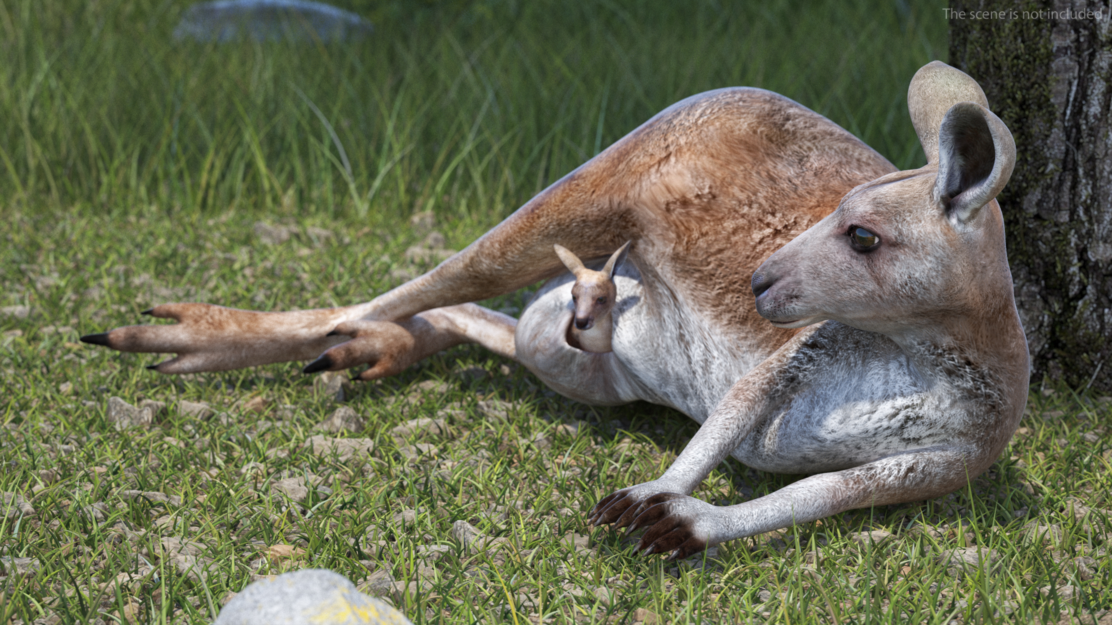 3D Mother Kangaroo with Baby Lying
