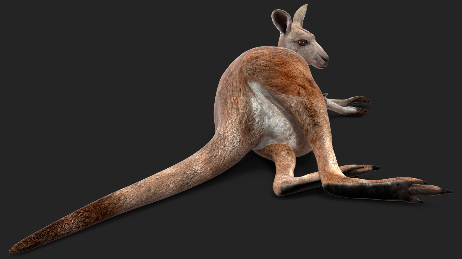 3D Mother Kangaroo with Baby Lying