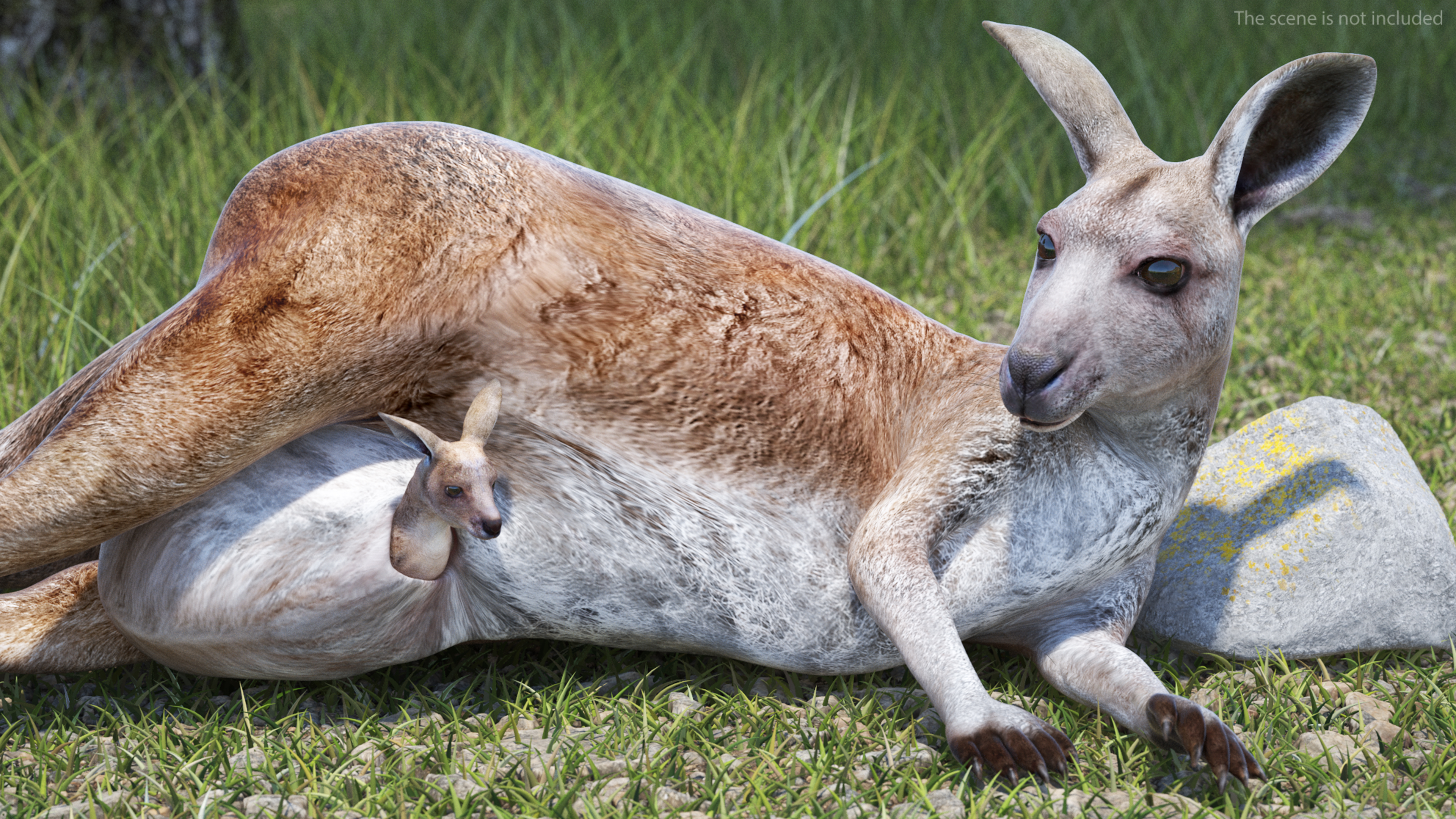 3D Mother Kangaroo with Baby Lying