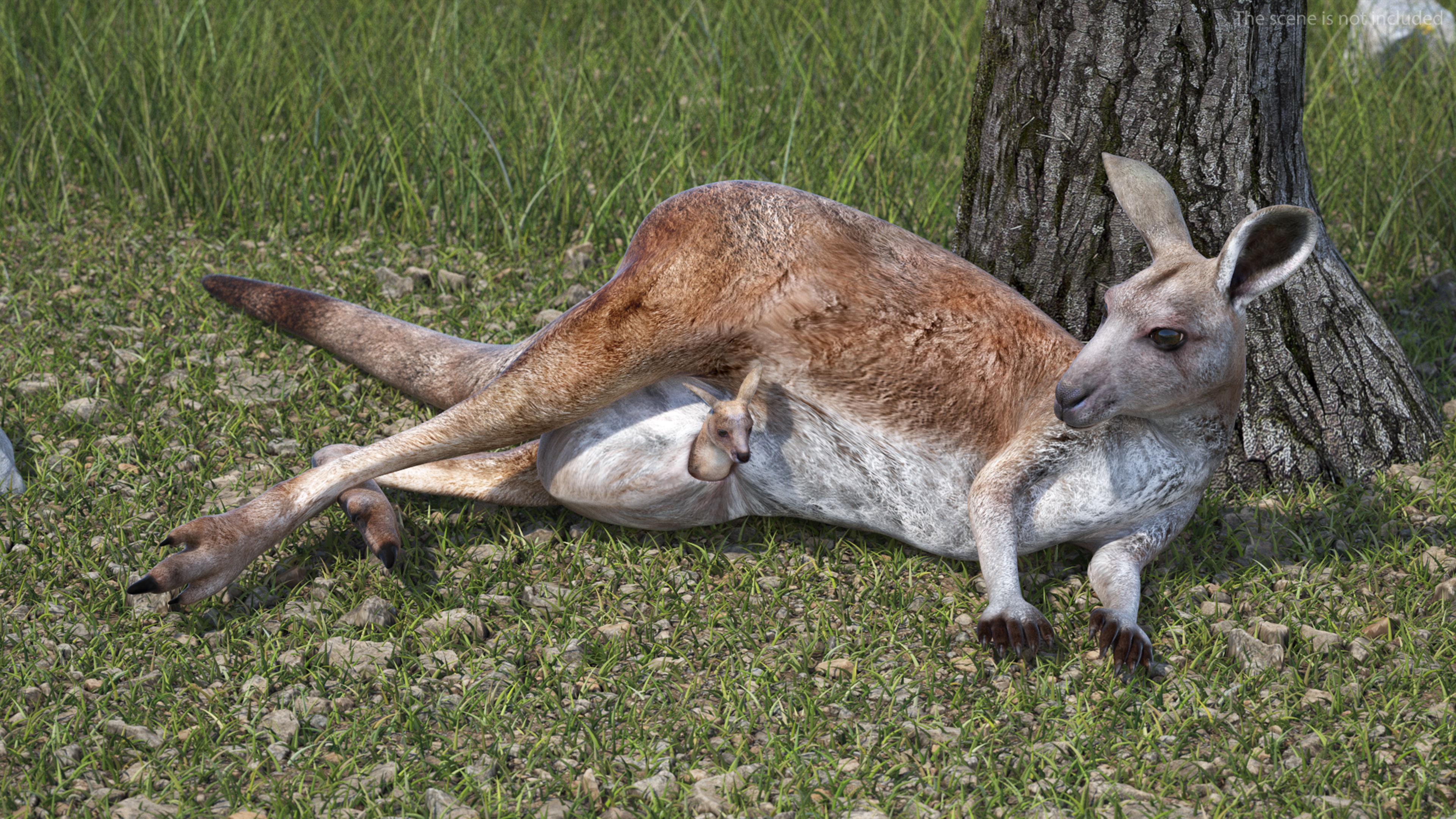 3D Mother Kangaroo with Baby Lying