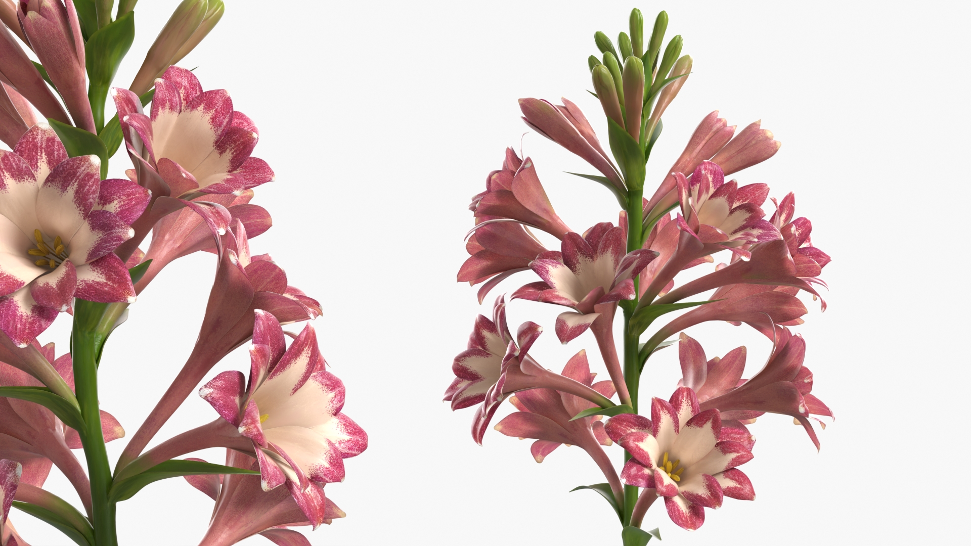Polianthes Tuberosa Pink, view 5