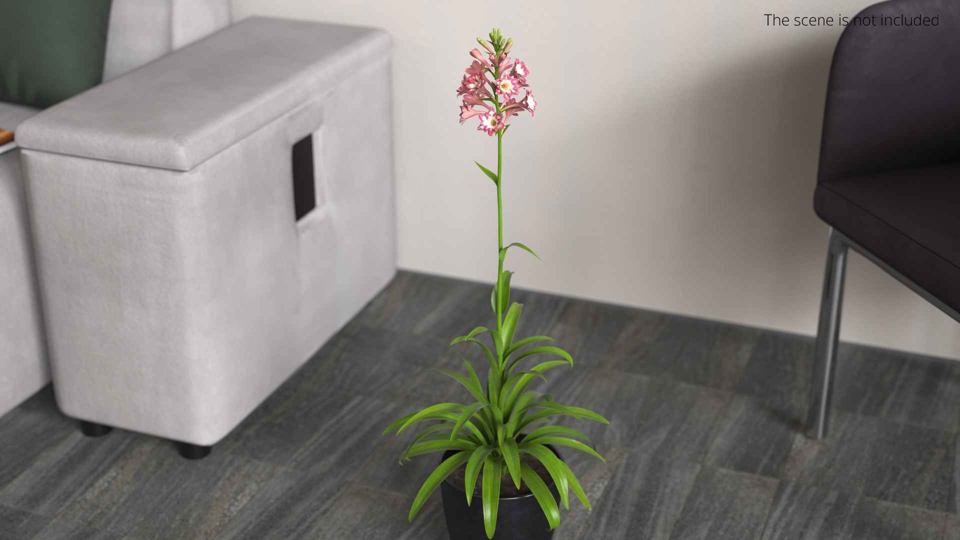 Polianthes Tuberosa Pink, view 4