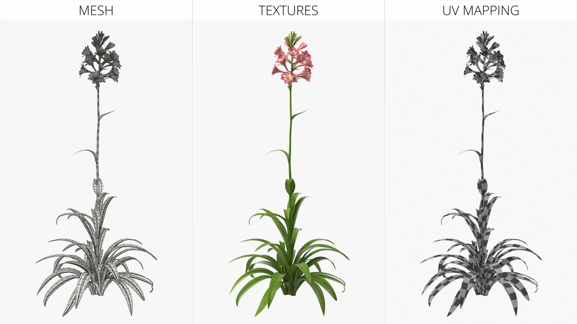 Polianthes Tuberosa Pink, view 8