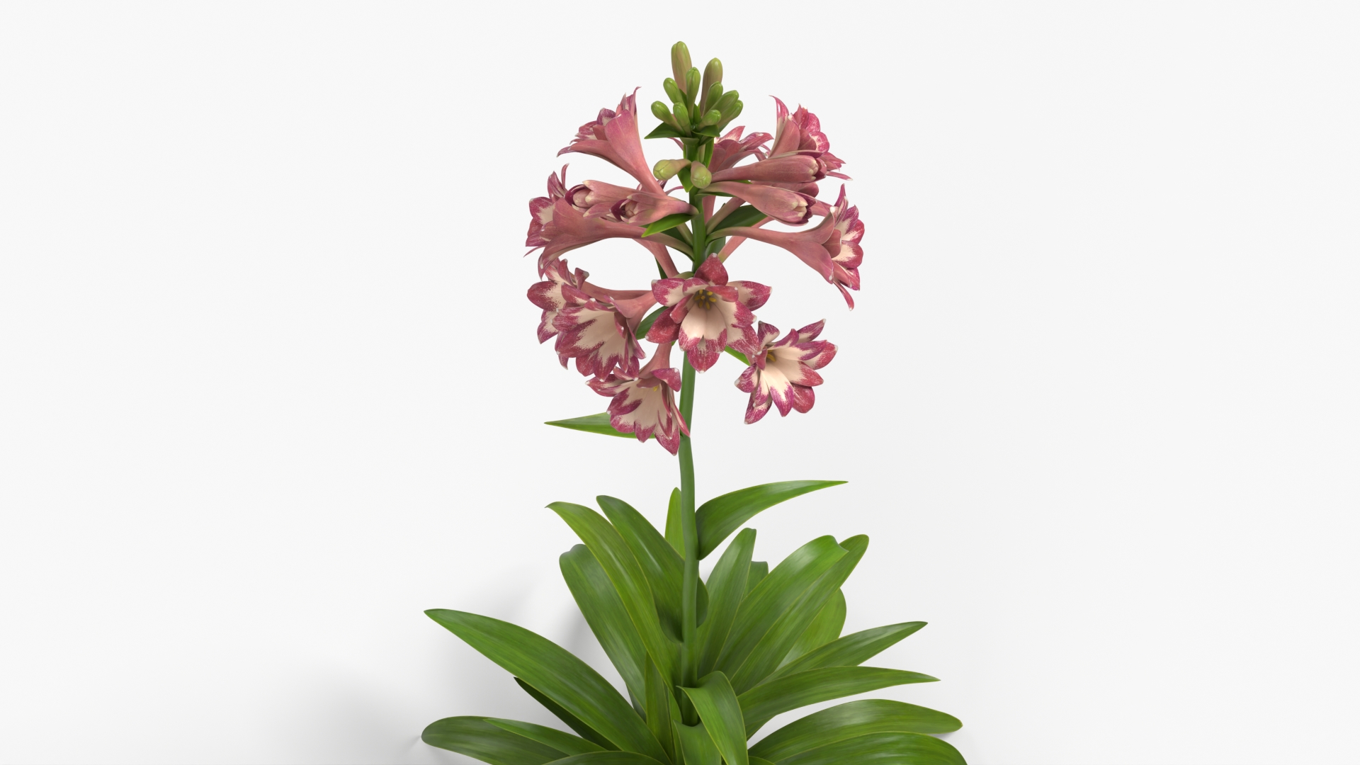 Polianthes Tuberosa Pink, view 7