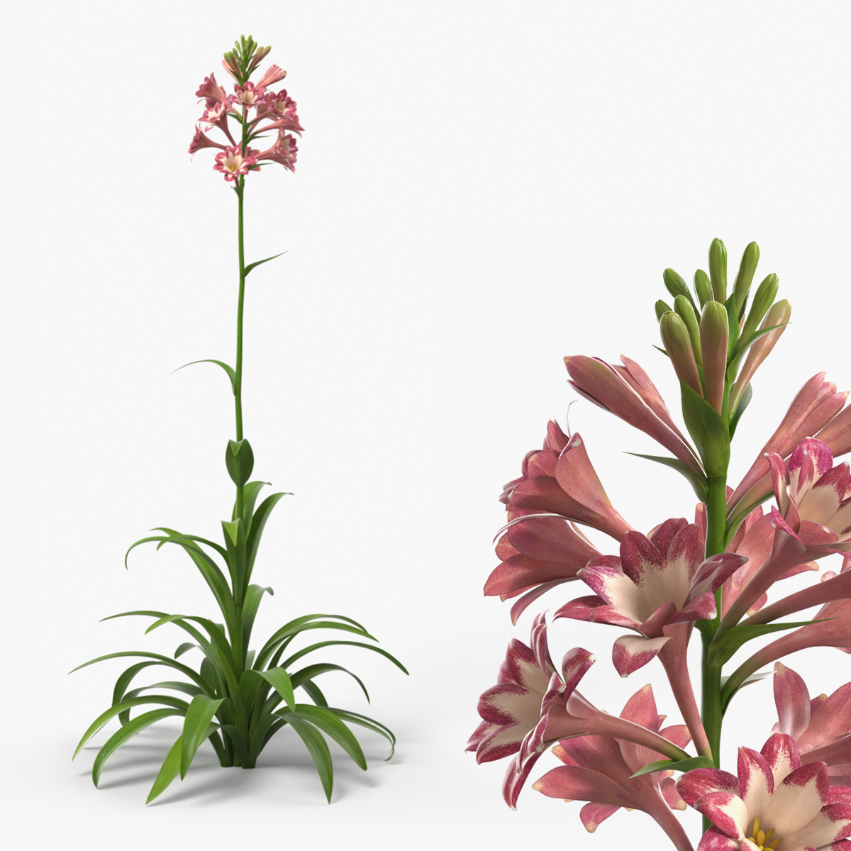 Polianthes Tuberosa Pink