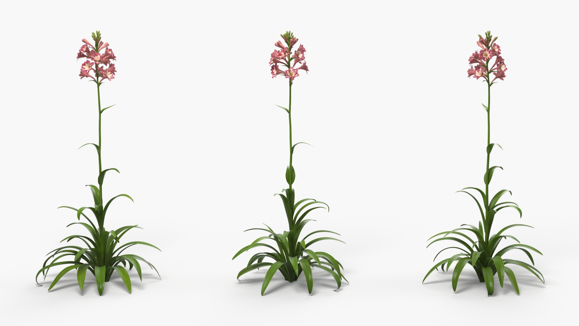 Polianthes Tuberosa Pink, view 3