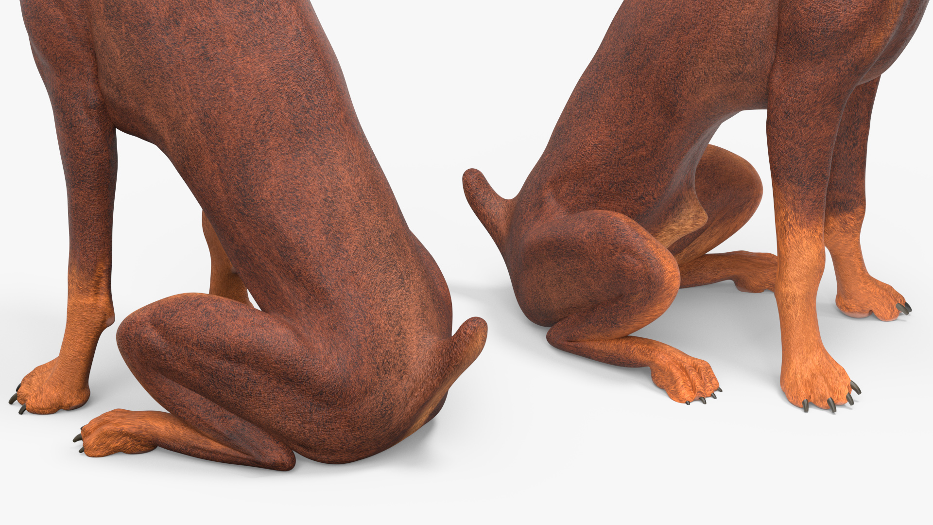 3D Doberman Dog Brown Sits model
