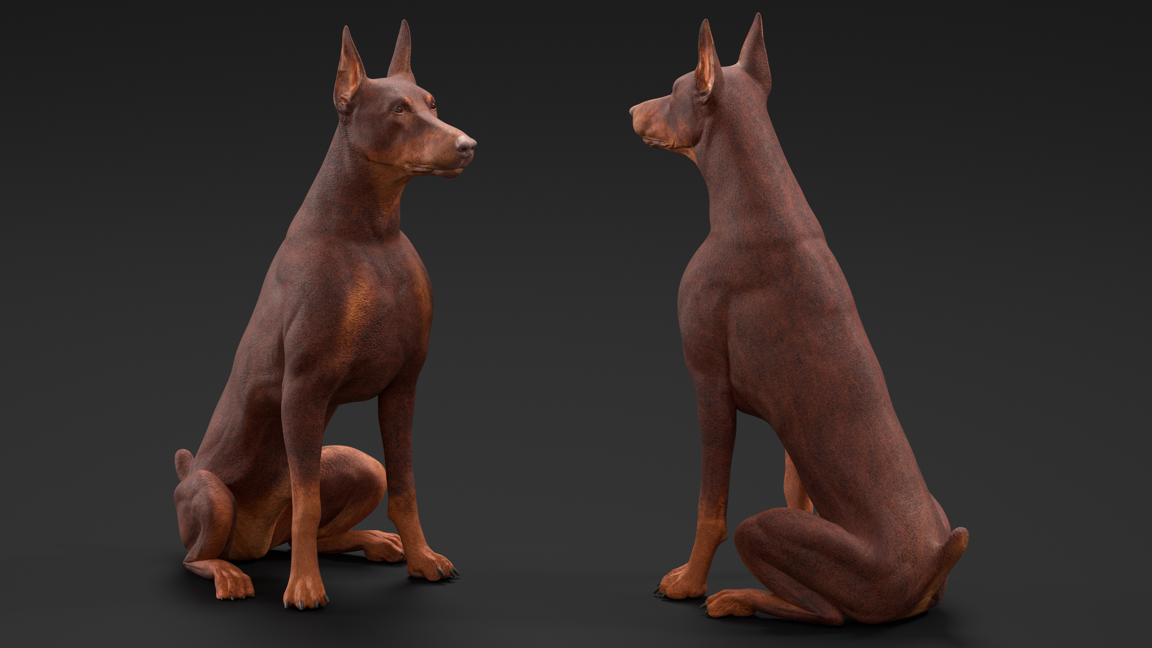 3D Doberman Dog Brown Sits model