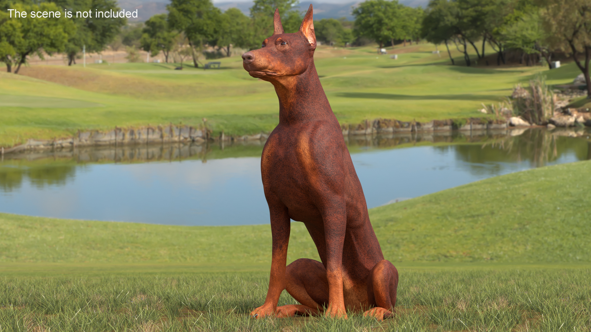 3D Doberman Dog Brown Sits model