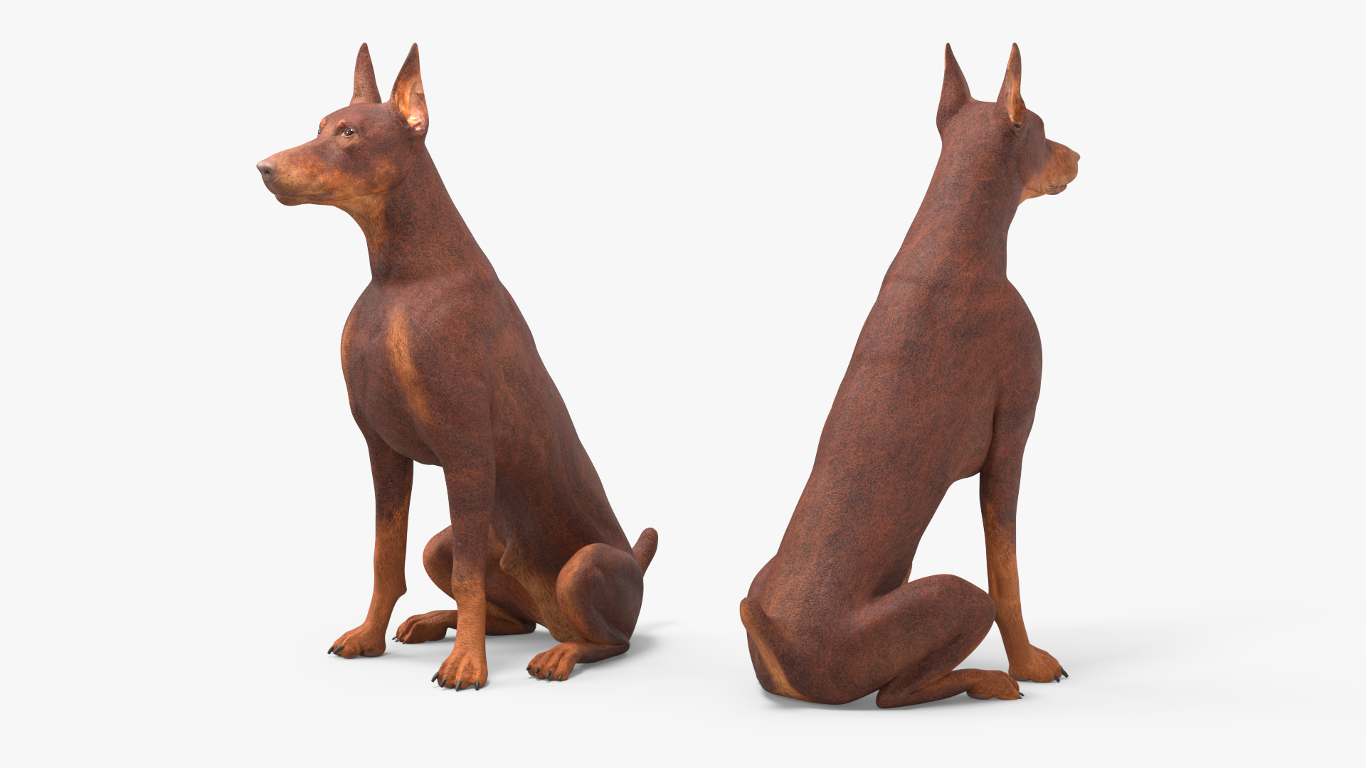 3D Doberman Dog Brown Sits model