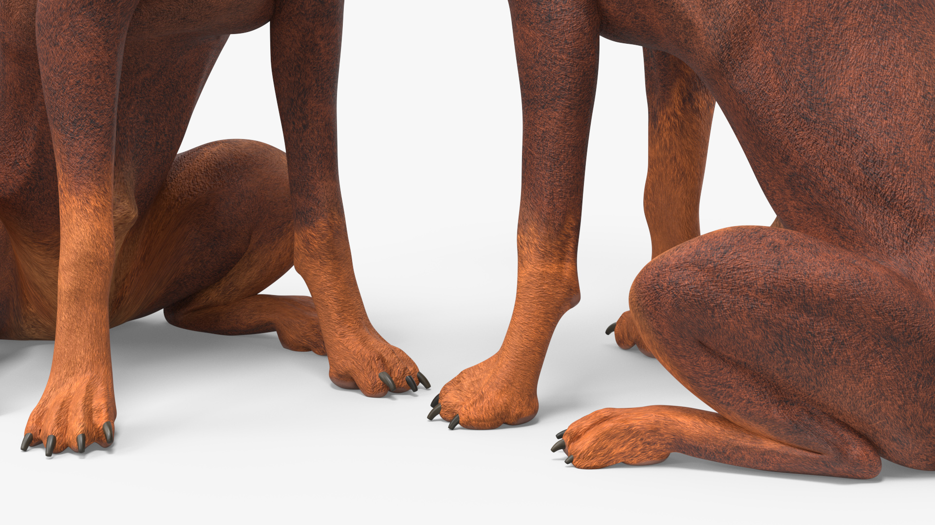 3D Doberman Dog Brown Sits model