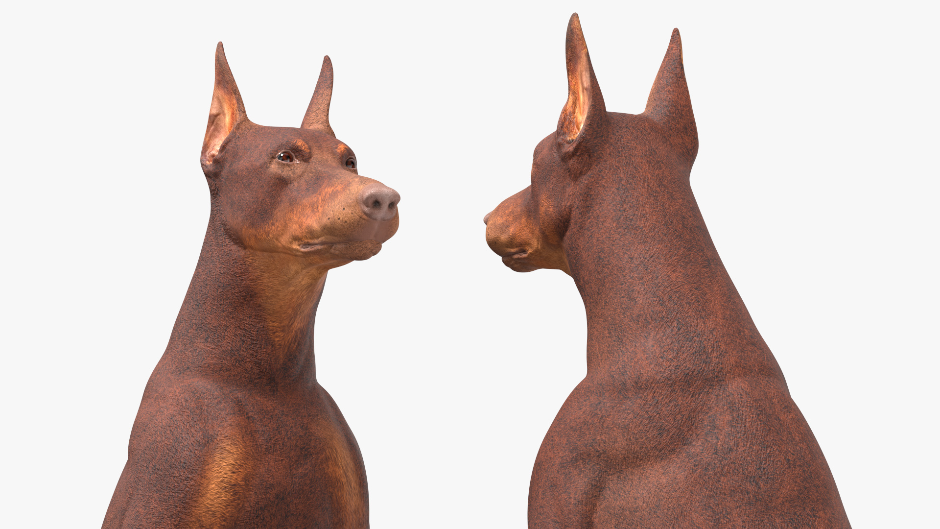 3D Doberman Dog Brown Sits model