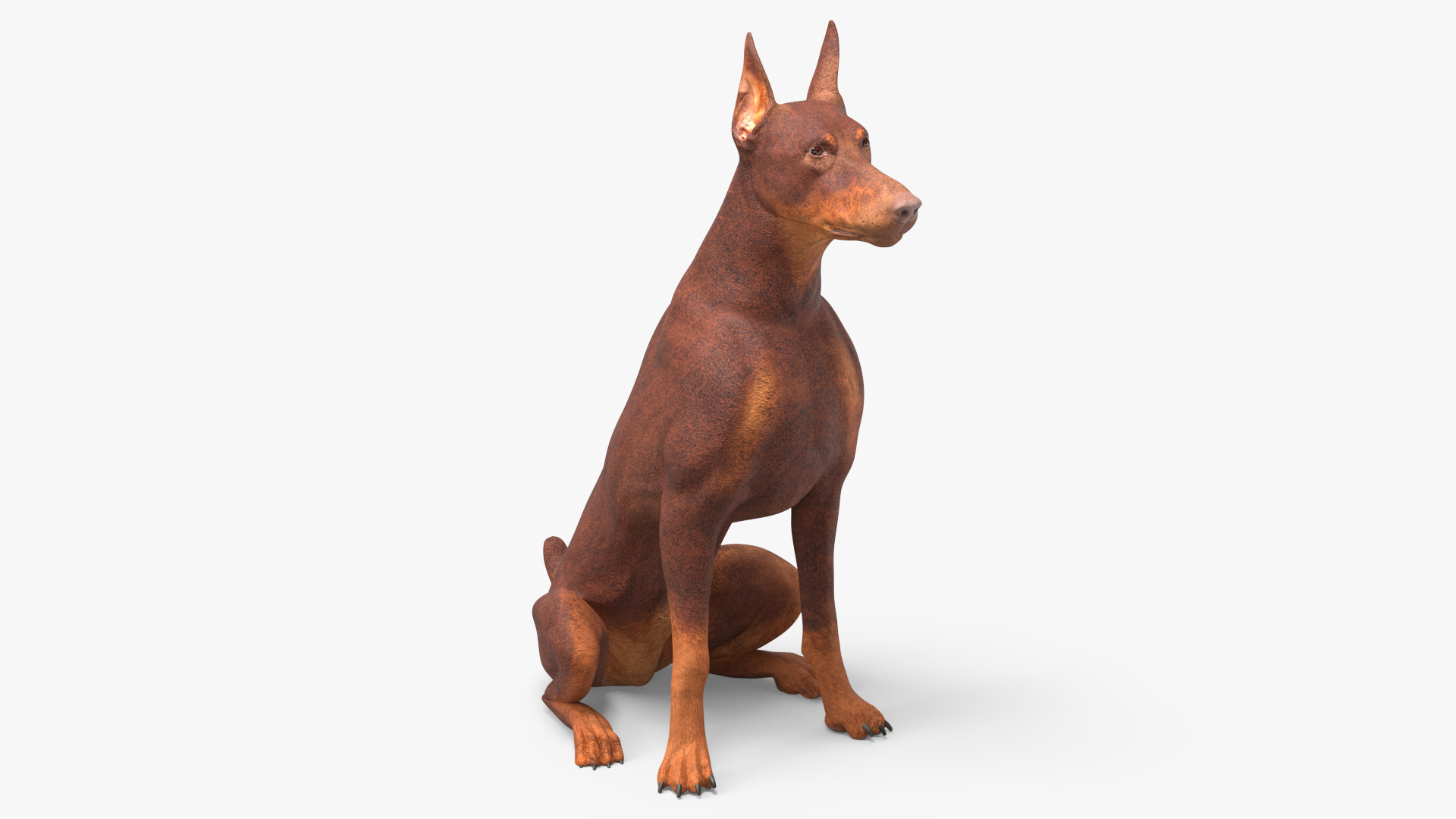 3D Doberman Dog Brown Sits model