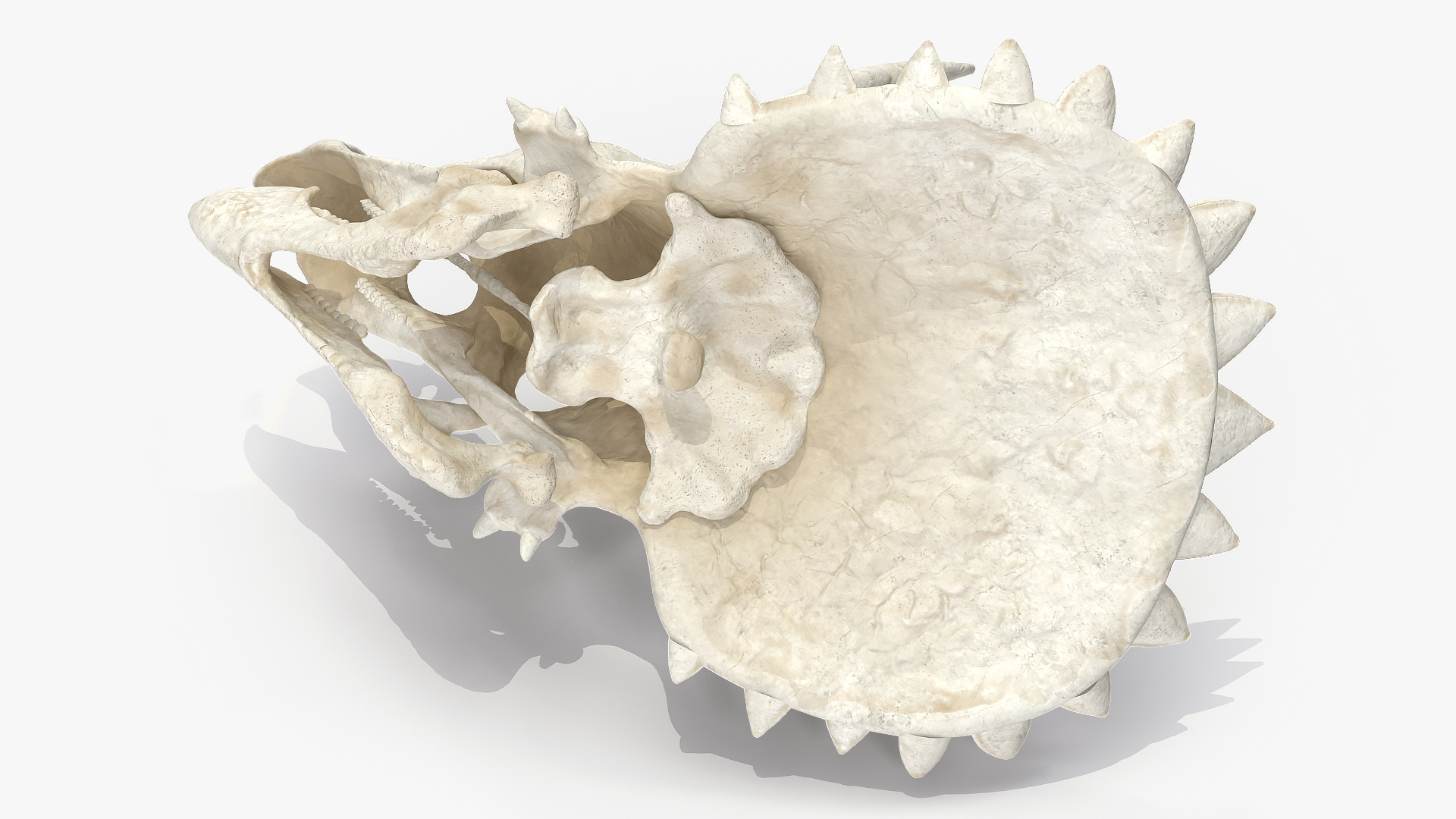Triceratops Skull 3D