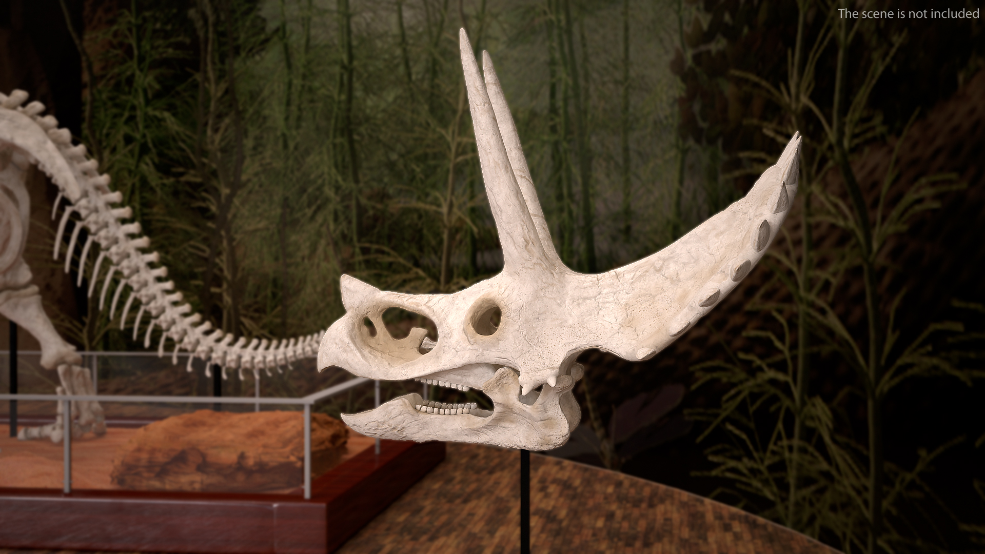 Triceratops Skull 3D