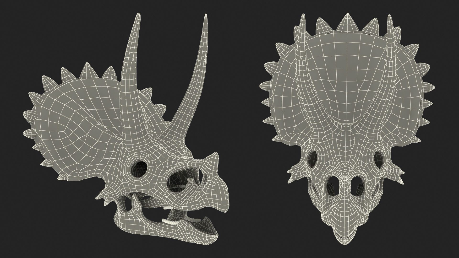 Triceratops Skull 3D
